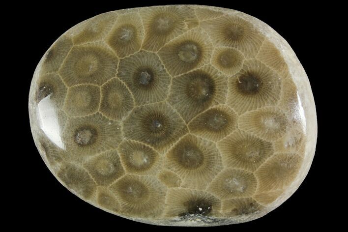 Polished Petoskey Stone (Fossil Coral) - Michigan #156070